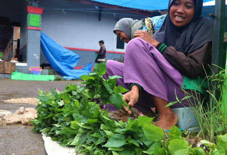 JUAL BIBIT CABAI SIAP TANAM