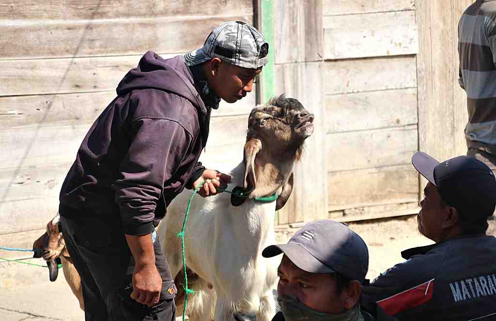 PENJUAL KAMBING di PASAR PON BLORA