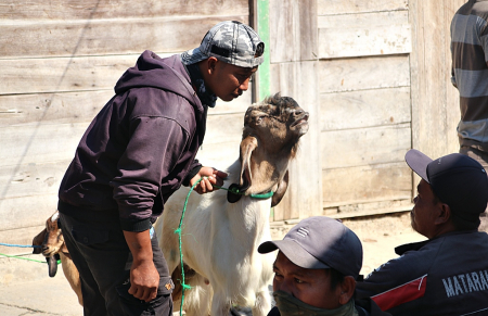 PENJUAL KAMBING di PASAR PON BLORA