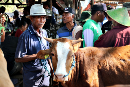 PENJUAL SAPI di PASAR HEWAN BLORA