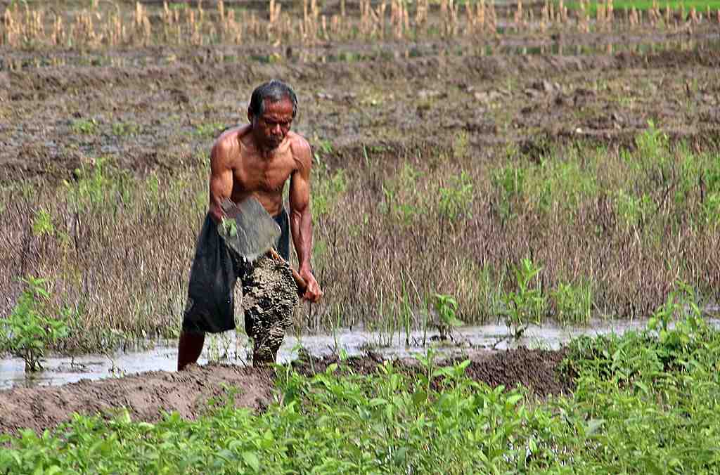 PERBAIKI PEMATANG SAWAH