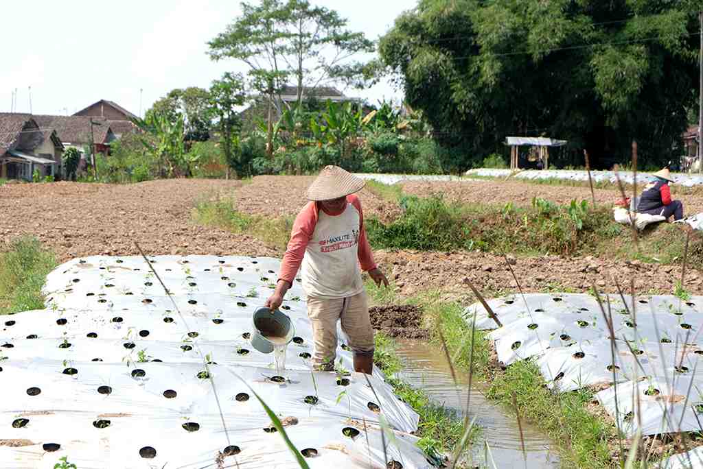 PETANI MENYIRAM TANAMAN di SAWAH