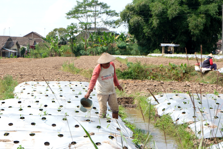 PETANI MENYIRAM TANAMAN di SAWAH