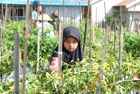 IKUT PANEN CABAI di SAWAH