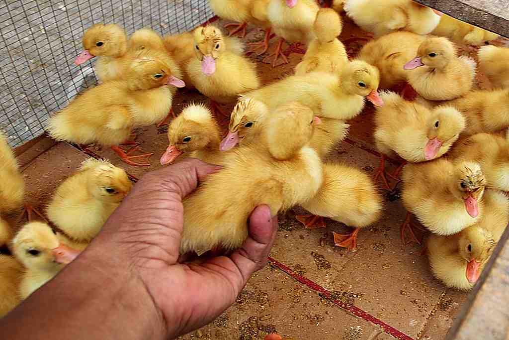 PILIH ANAK ITIK PEKING