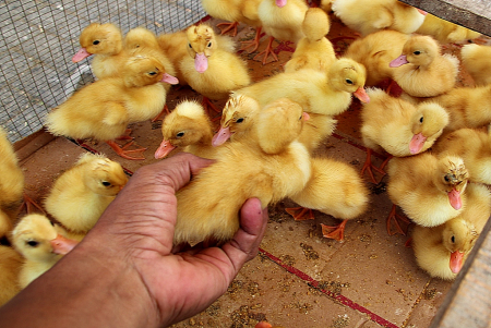 PILIH ANAK ITIK PEKING