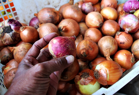 PILIH BAWANG MERAH INDIA