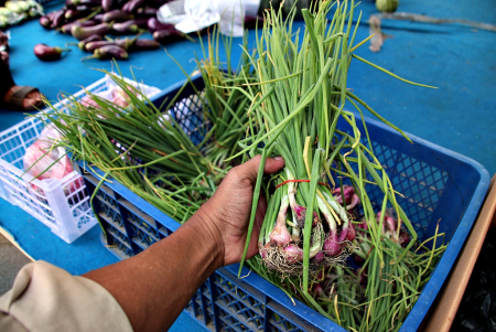 PILIH DAUN BAWANG MERAH