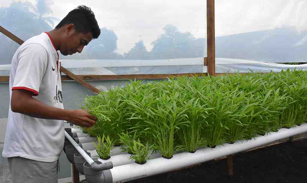 PINDAHKAN BIBIT TANAMAN KANGKUNG HIDROPONIK