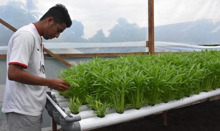 PINDAHKAN BIBIT TANAMAN KANGKUNG HIDROPONIK
