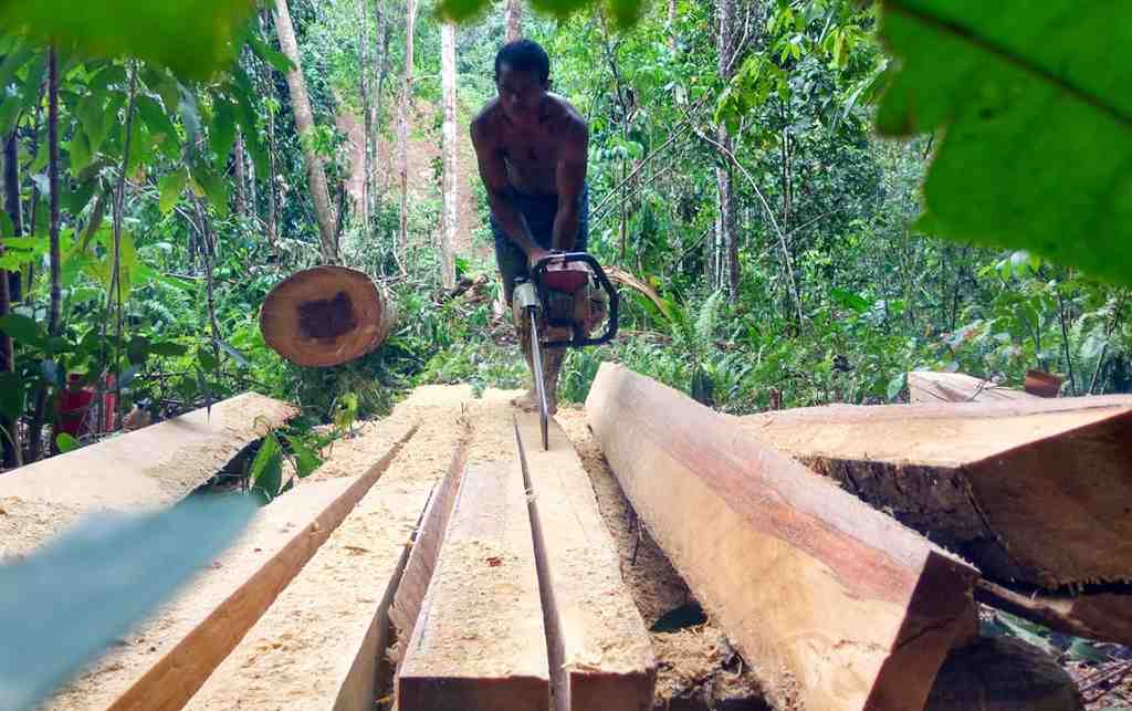 BELAH BATANG POHON KELAPA