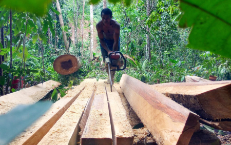 BELAH BATANG POHON KELAPA