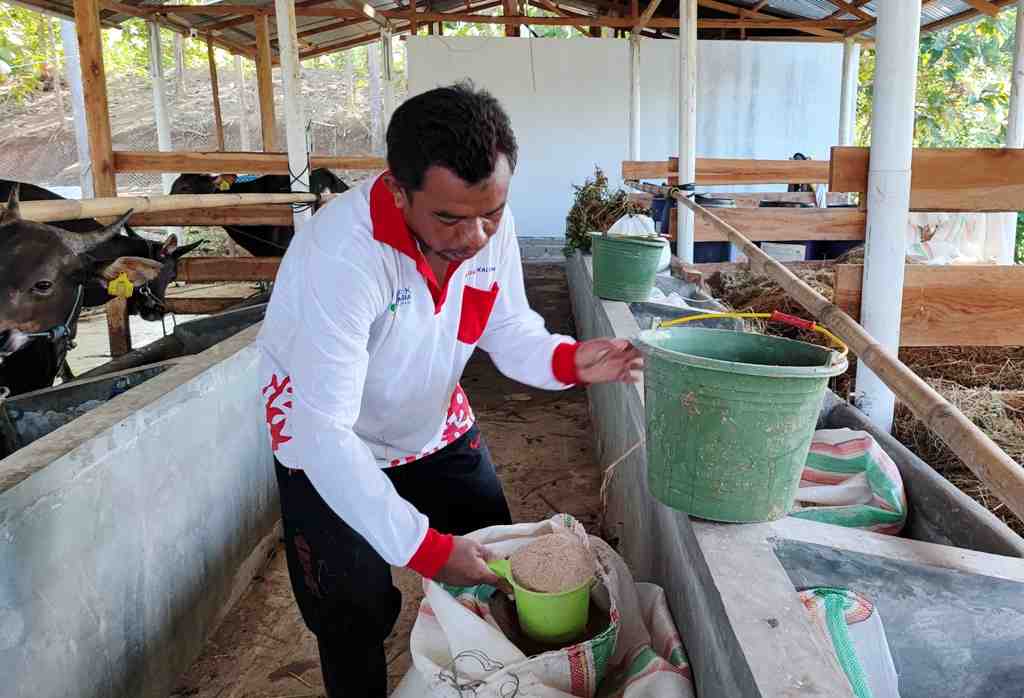 PAKAN DEDAK UNTUK SAPI