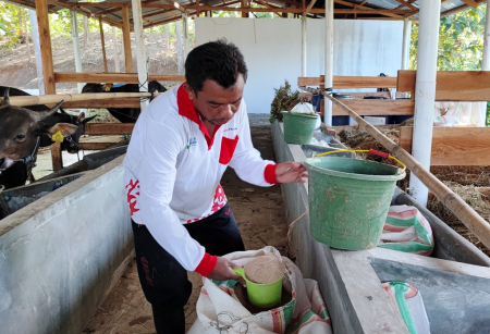 PAKAN DEDAK UNTUK SAPI