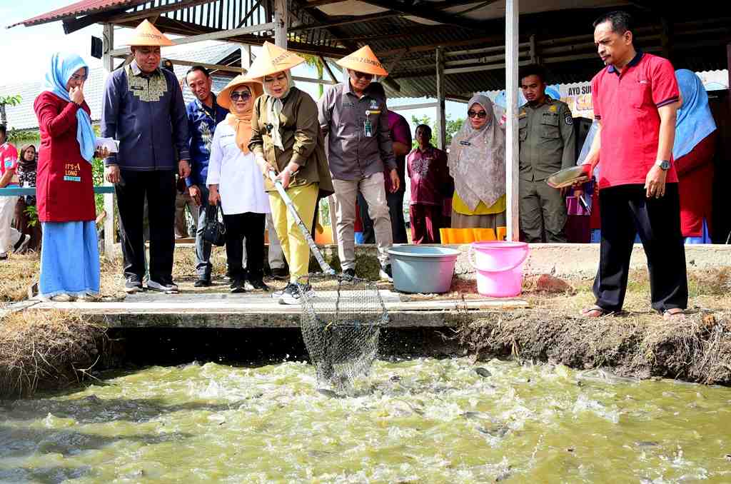 PANEN IKAN LELE