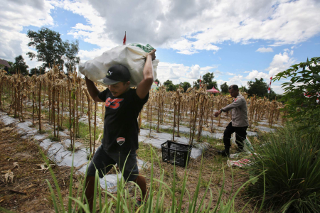 ANGKUT HASIL PANEN JAGUNG 