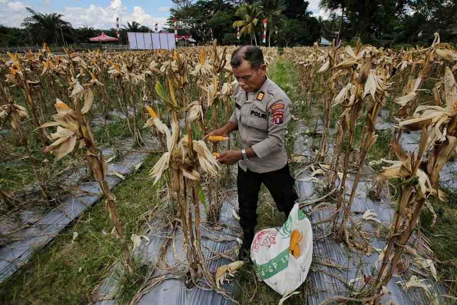 PANEN RAYA JAGUNG POLRESTA PALANGKA RAYA 