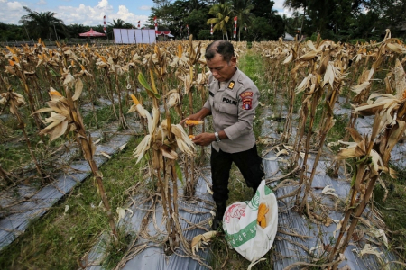PANEN RAYA JAGUNG POLRESTA PALANGKA RAYA 