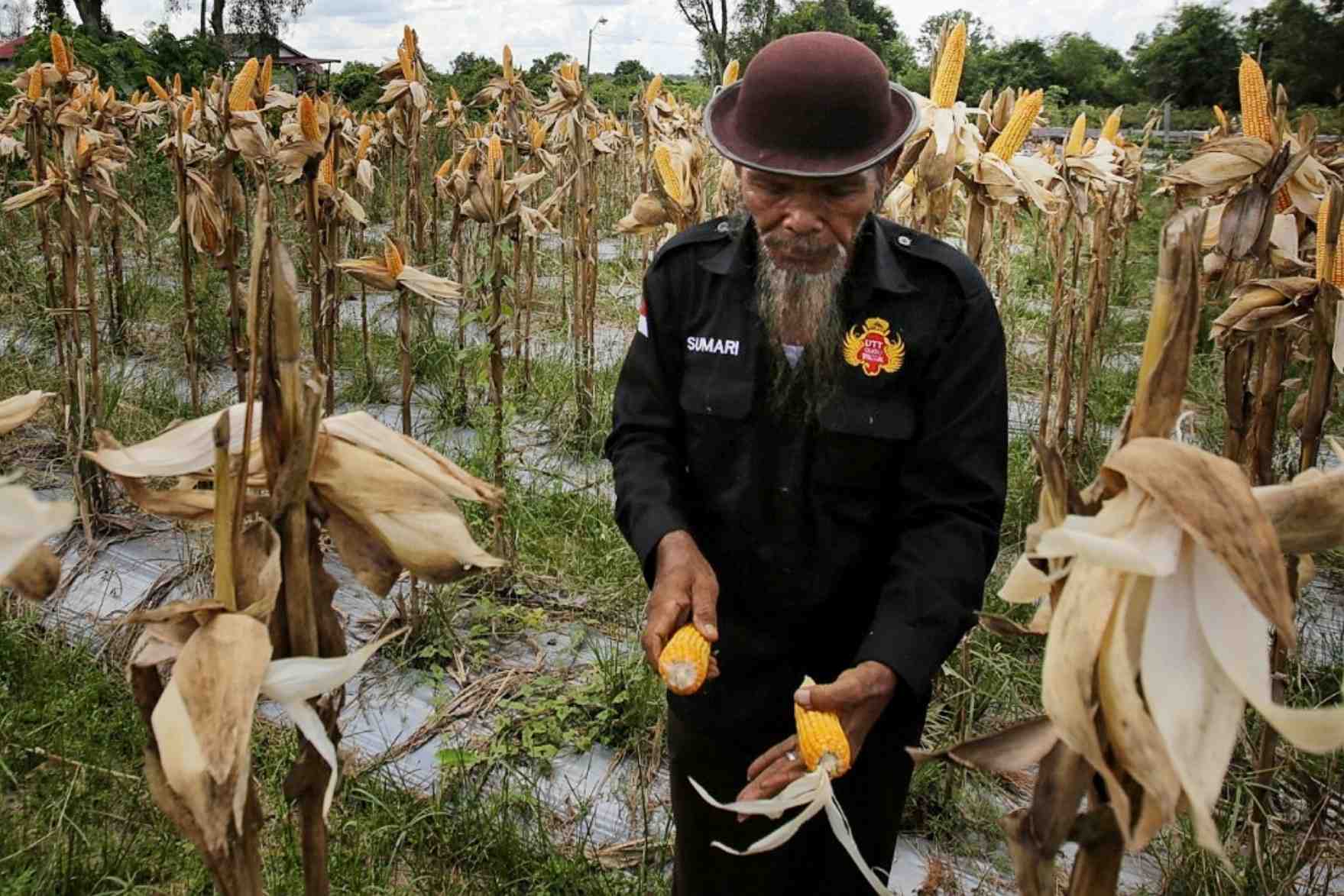 PERLIHATKAN HASIL PANEN JAGUNG 