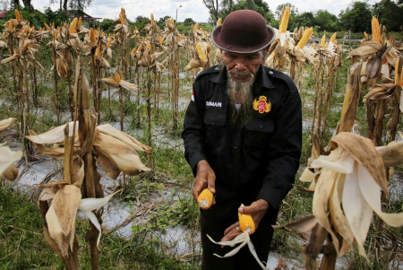 PERLIHATKAN HASIL PANEN JAGUNG 