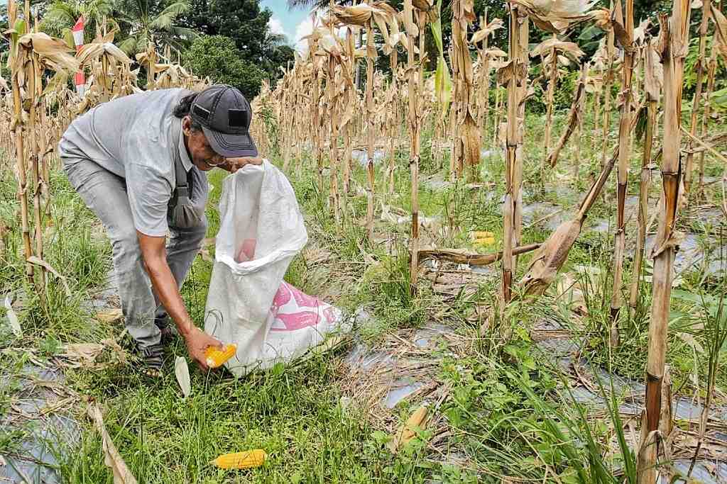 KUMPULAKAN HASIL PANEN JAGUNG 