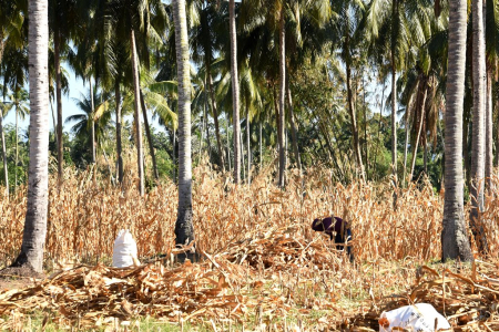 PANEN JAGUNG DI BONE BOLANGO