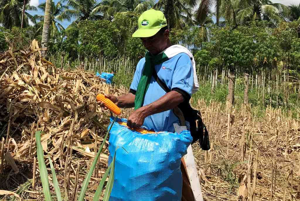 PANEN JAGUNG di GORONTALO