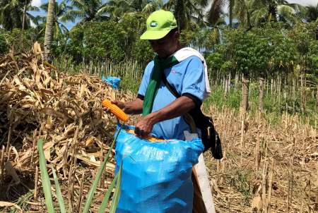PANEN JAGUNG di GORONTALO