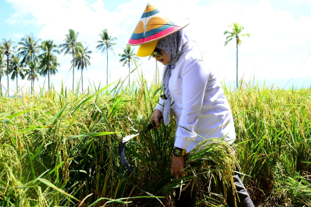 PANEN PADI PROBIOTIK
