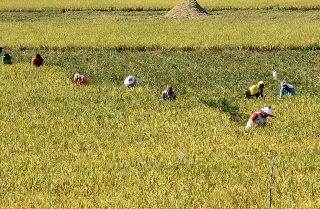 PANEN PADI di KOTA GORONTALO