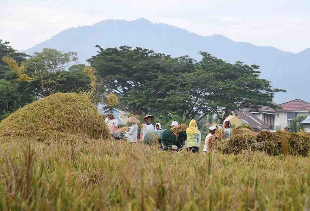 PANEN PADI di KOTA GORONTALO