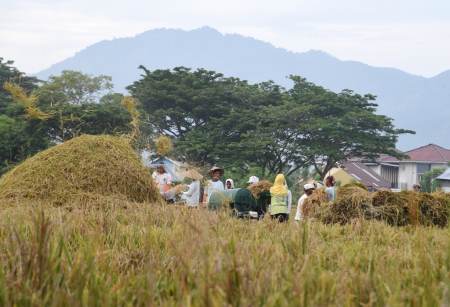 PANEN PADI di KOTA GORONTALO