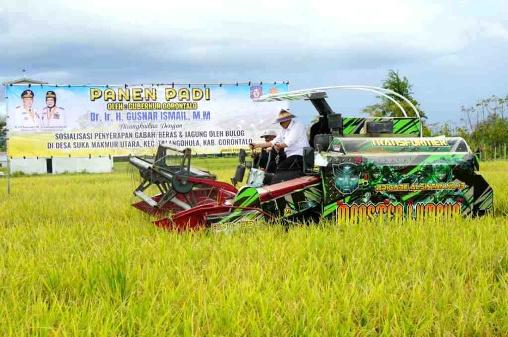 PANEN PADI DI TOLANGOHULA