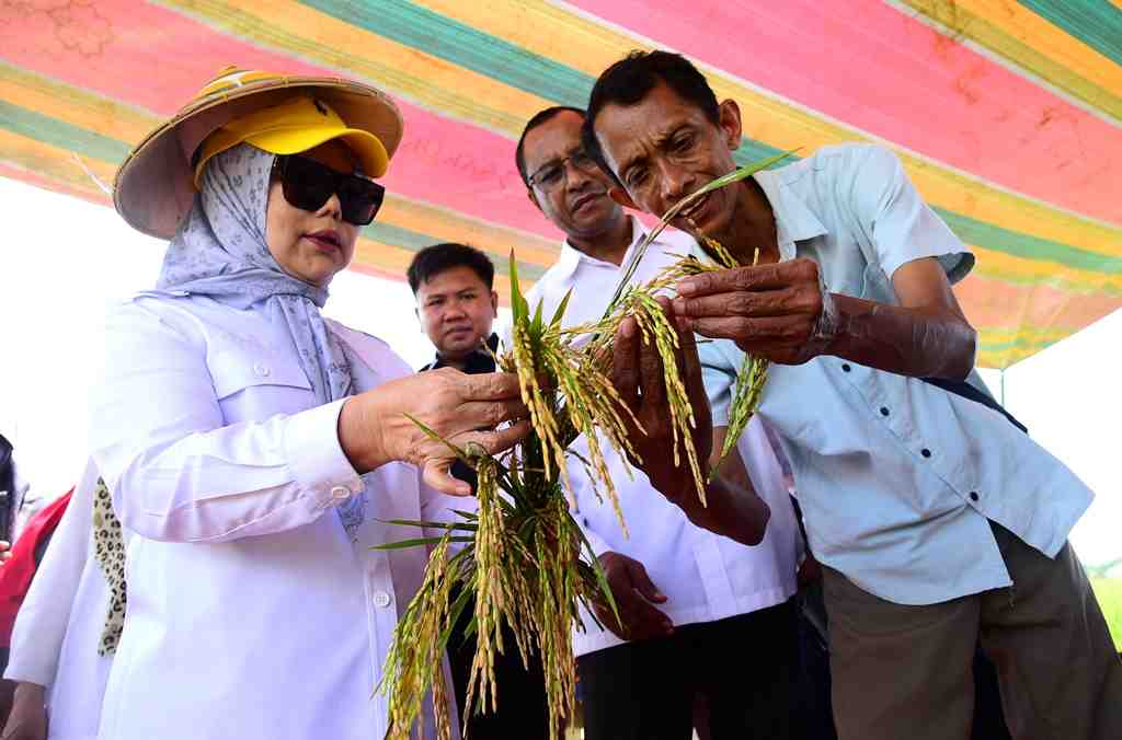 PENGEMBANGAN PADI PROBIOTIK