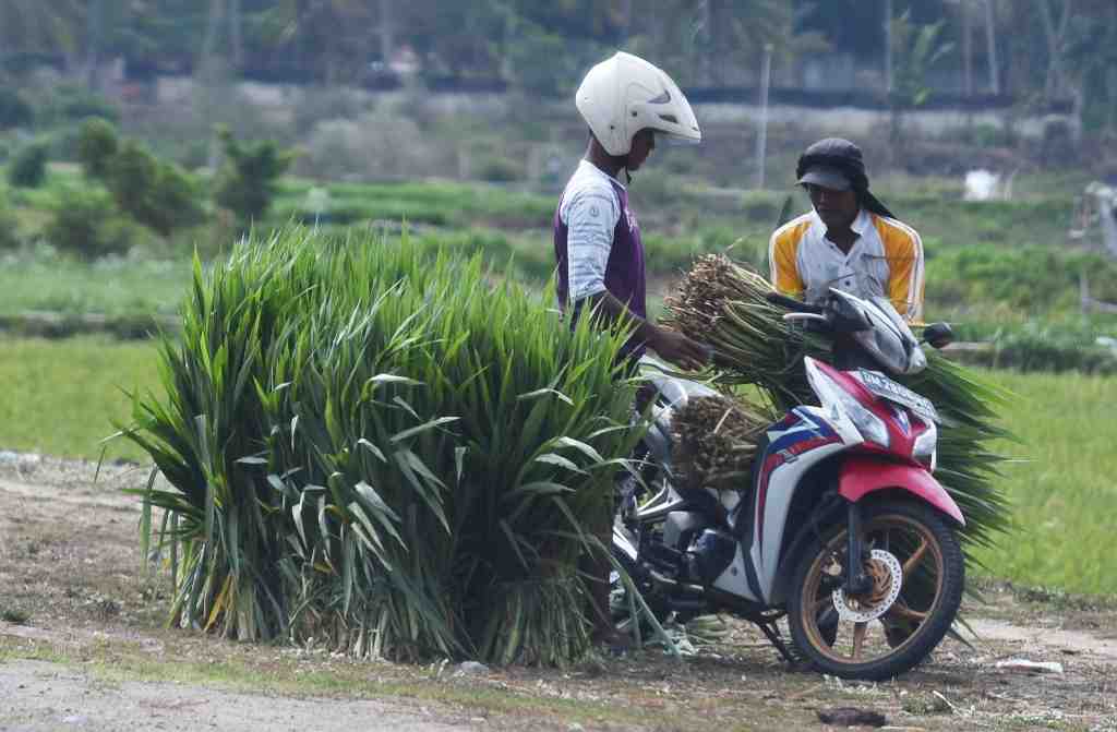 PENJUAL RUMPUT GAJAH
