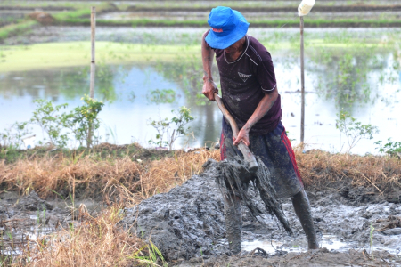 PERBAIKI PEMATANG SAWAH