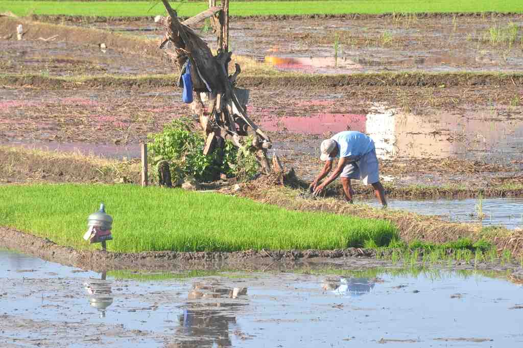 PERBAIKI PEMATANG SAWAH