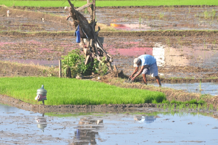 PERBAIKI PEMATANG SAWAH
