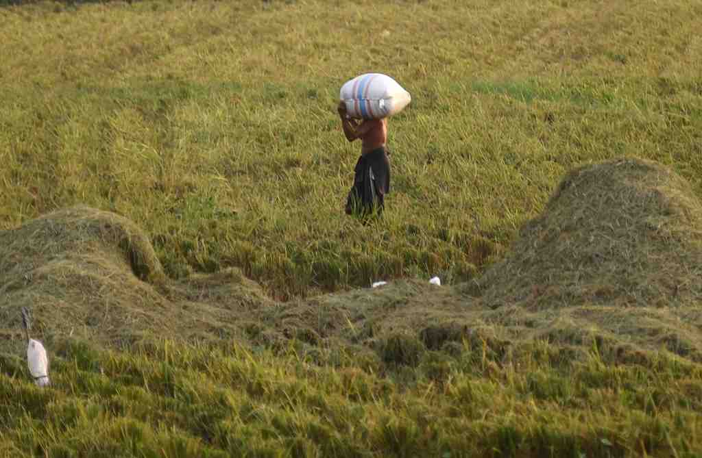 PIKUL KARUNG PADI
