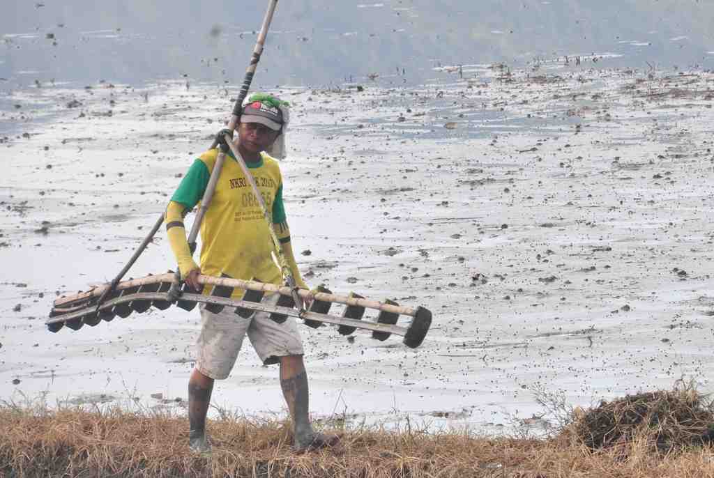 PIKUL PENGGARIS SAWAH