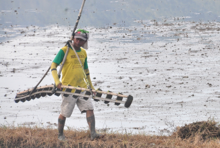 PIKUL PENGGARIS SAWAH