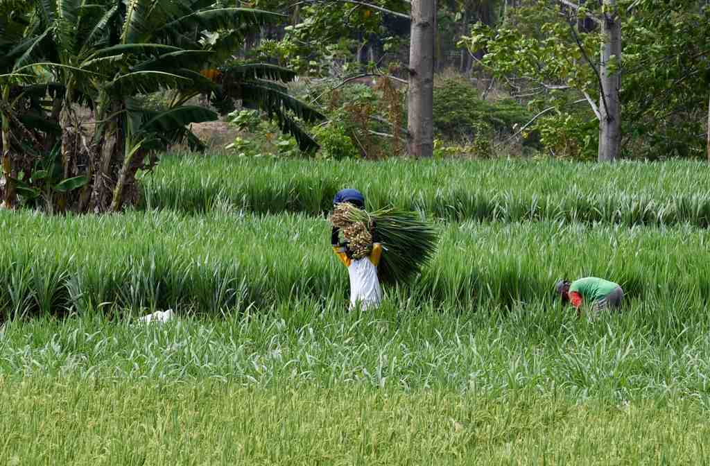 PIKUL RUMPUT GAJAH