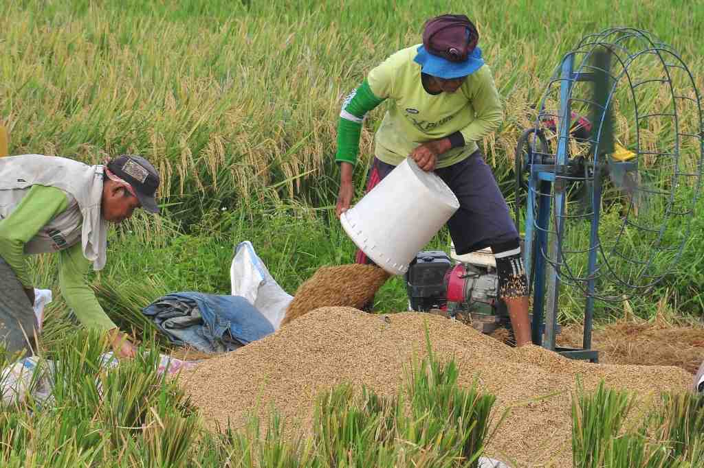 PANEN RAYA DI GORONTALO
