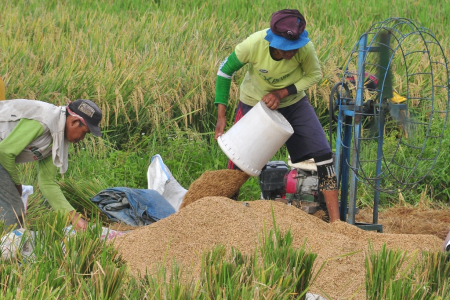 PANEN RAYA DI GORONTALO