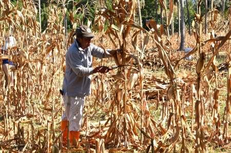 PRODUKSI JAGUNG GORONTALO