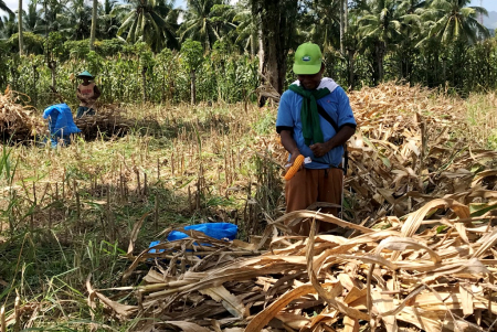 PRODUKSI JAGUNG GORONTALO