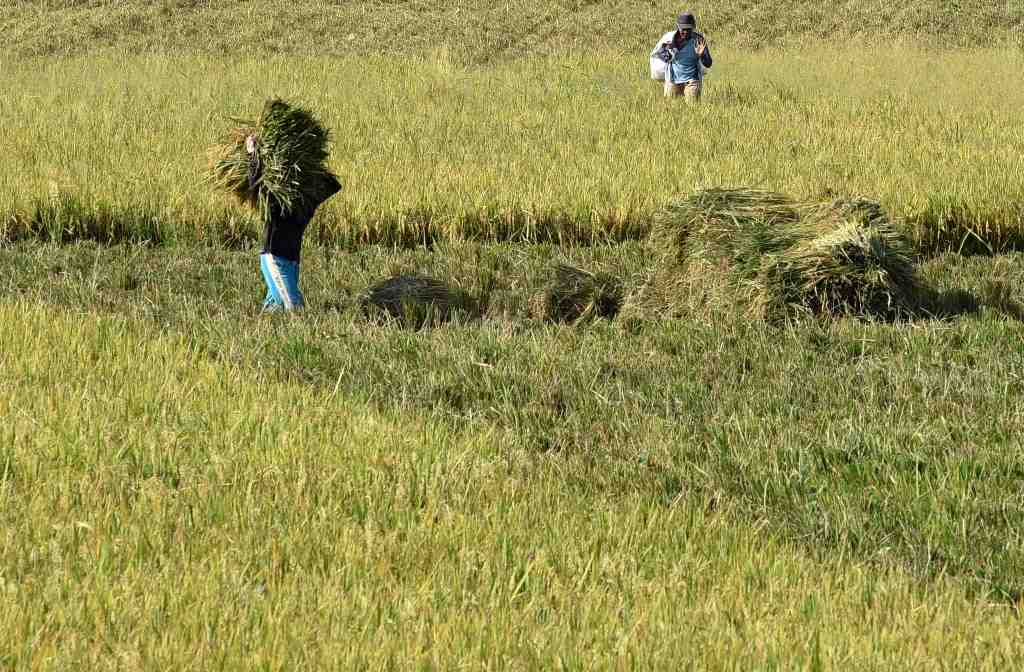 PRODUKSI PADI GORONTALO