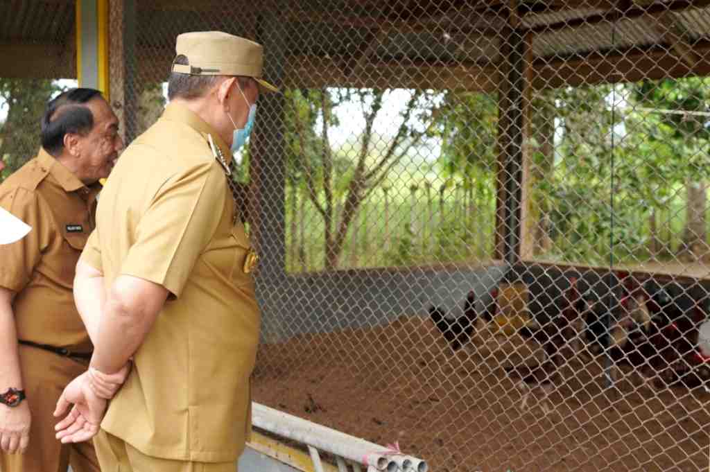 PROGRAM BETERNAK AYAM KAMPUNG