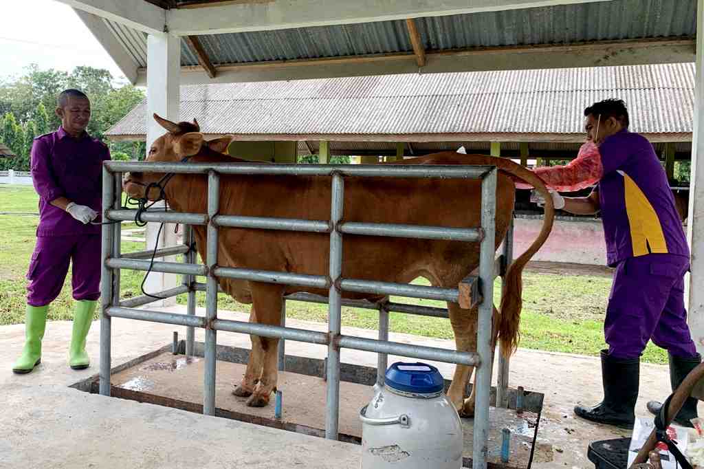 PROGRAM IB SAPI