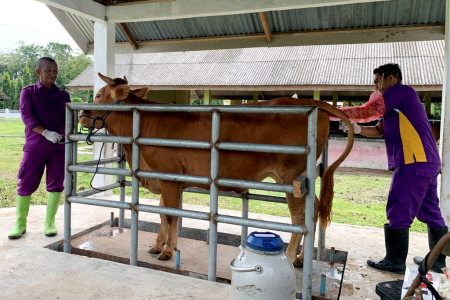 PROGRAM IB SAPI